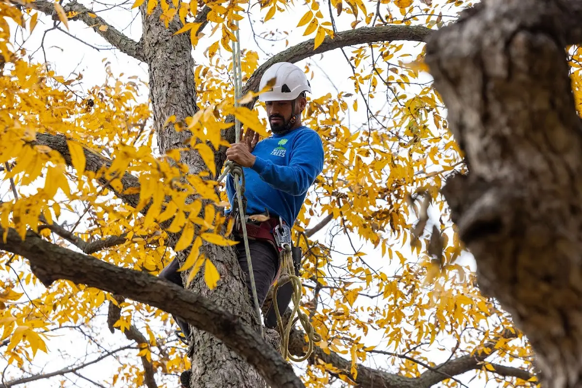 Skilled Tree Planting crew working in Zarephath